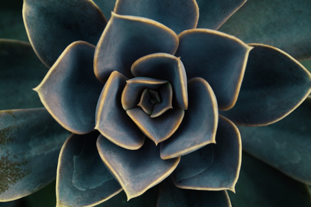 AL19126