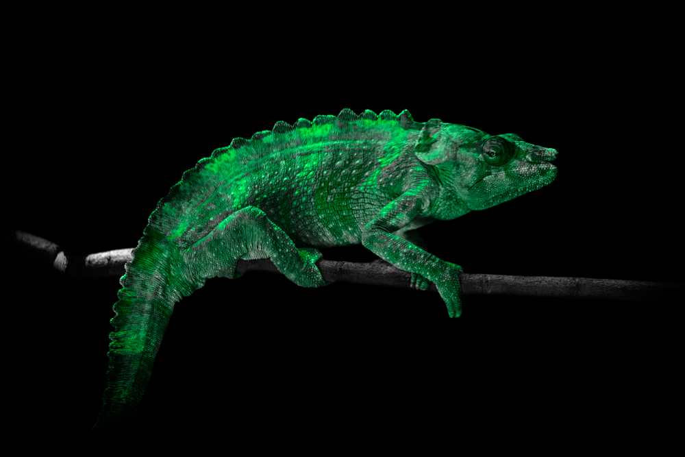 AL20335 more colors