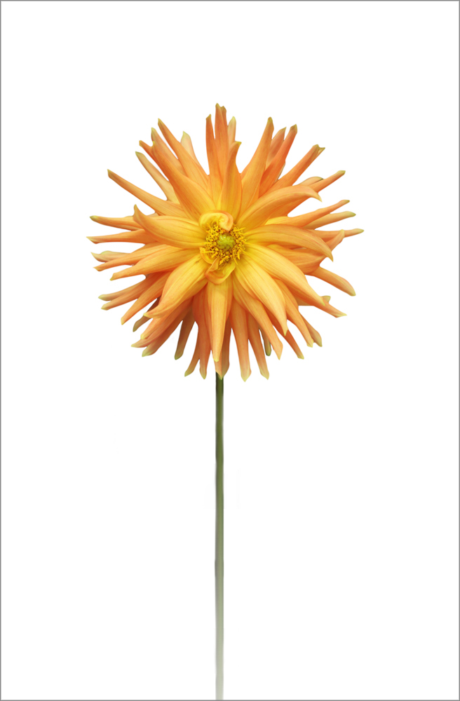 AL02245ED