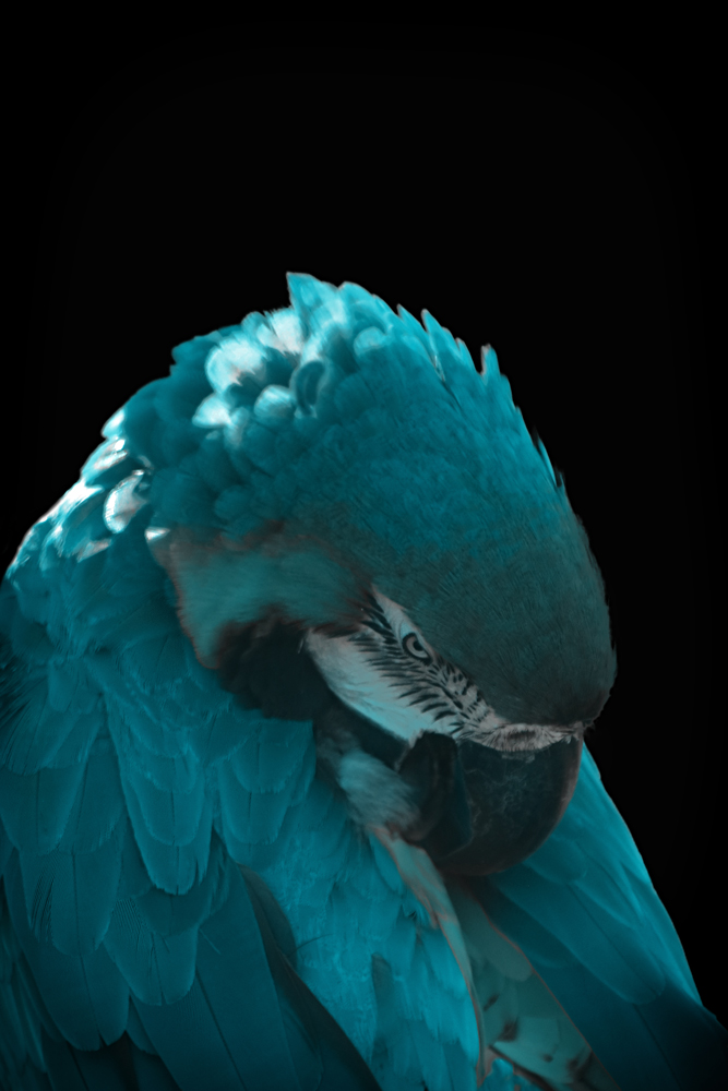 AL21287 more colors