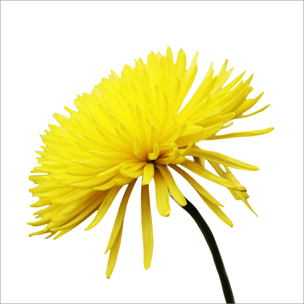 AL02375_SQED