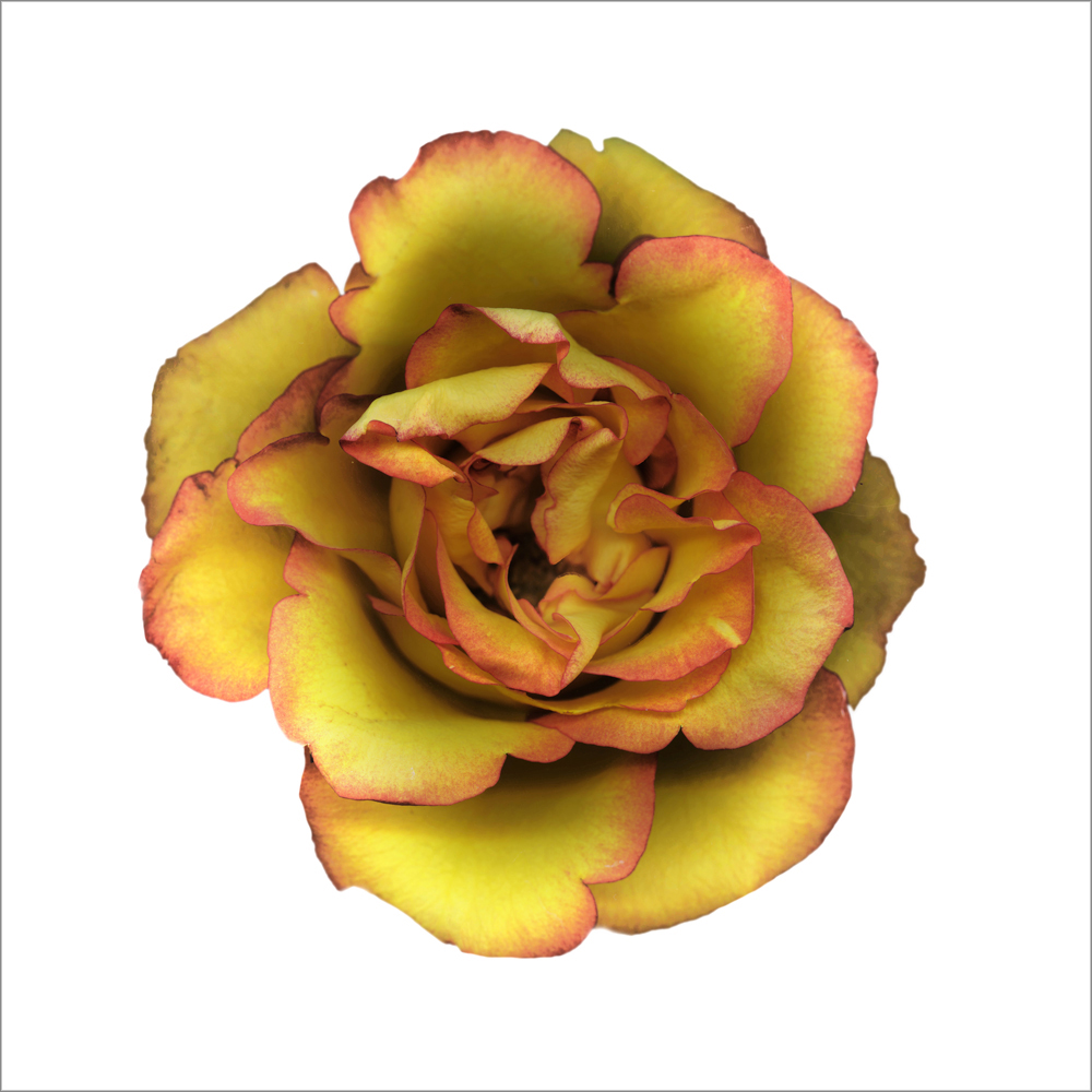 AL20957_WBG more colors