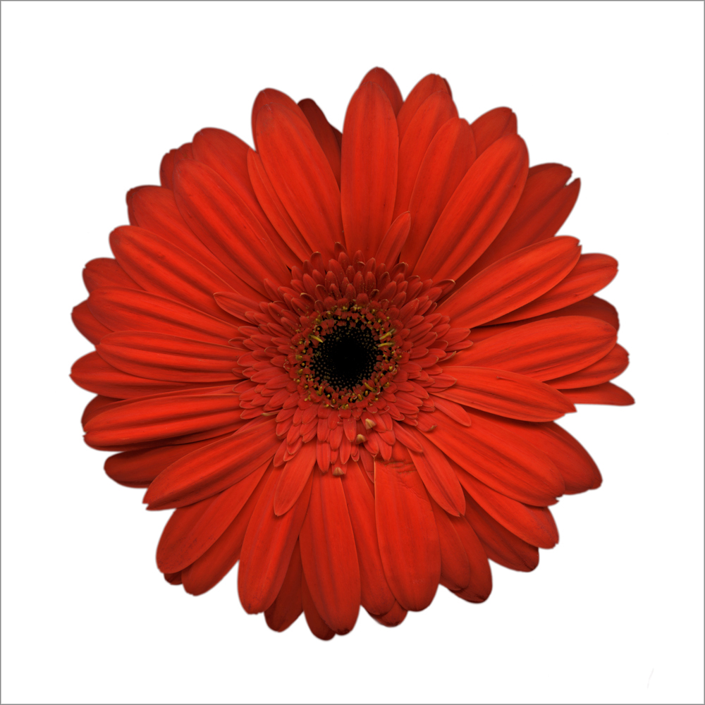 AL20959_WBG more colors