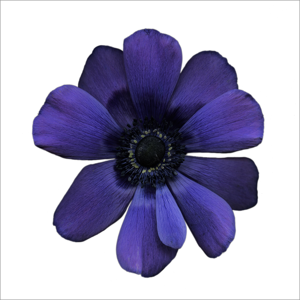 AL20960_WBG more colors