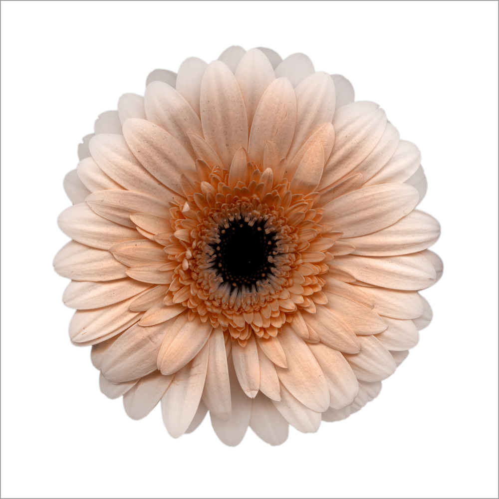 AL20963_WBG more colors