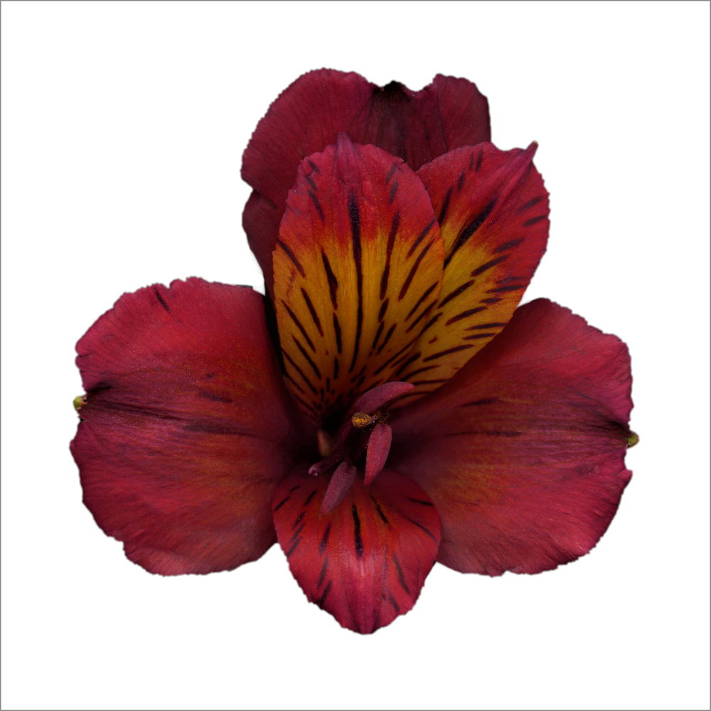 AL20965_WBG more colors