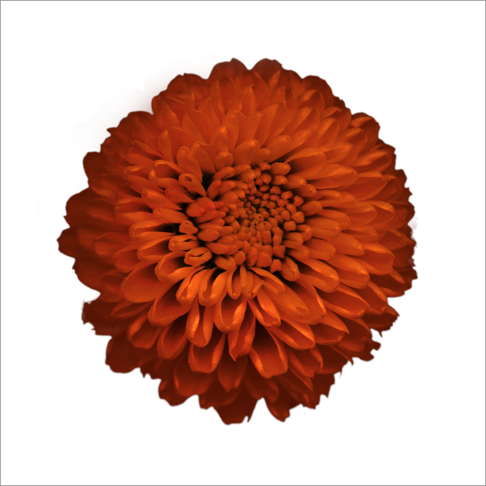 AL20967_WBG more colors