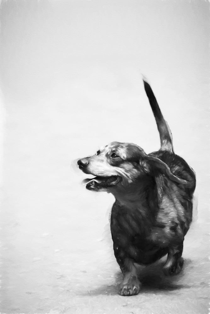 AL21583_BW more colors