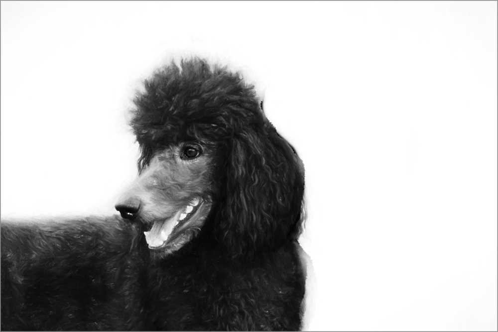 AL21599_BW more colors