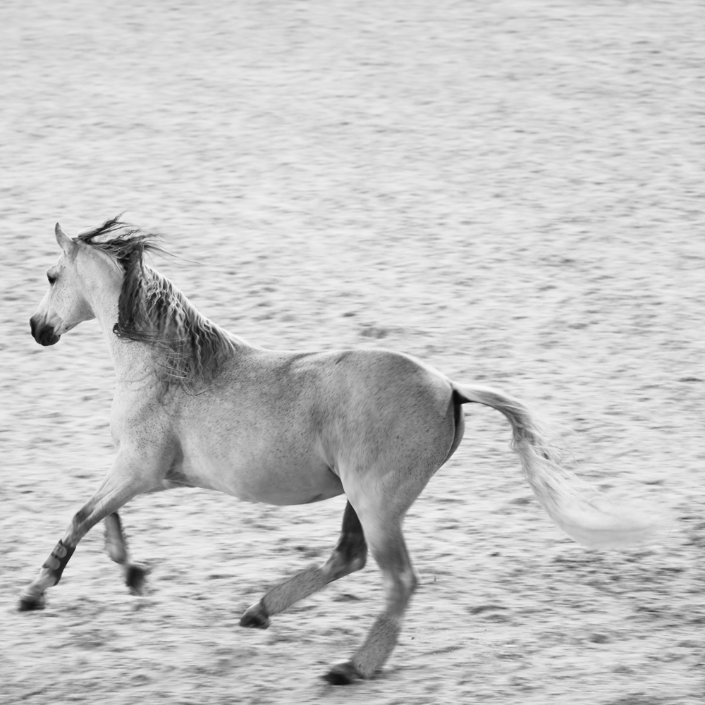 AL21637_BW more colors