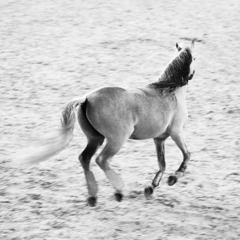 AL21638_BW more colors