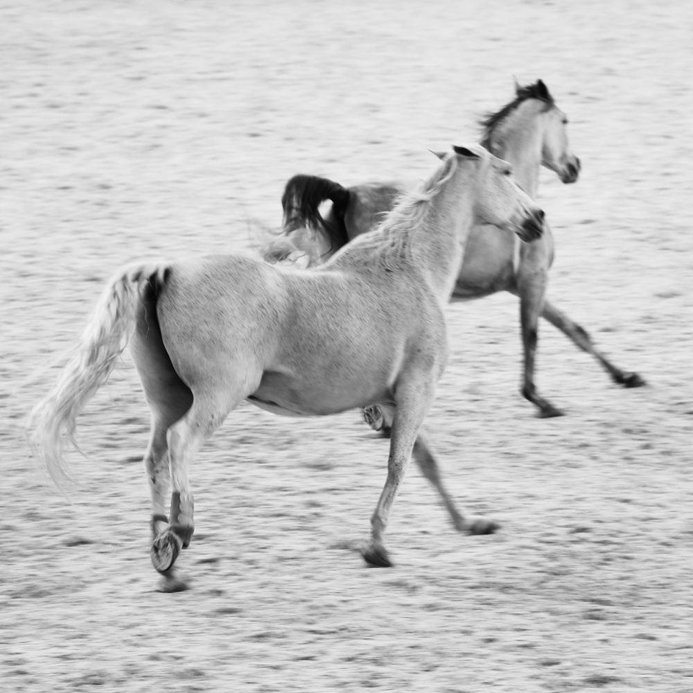 AL21639_BW more colors