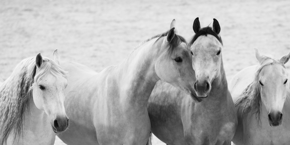 AL21640C_BW more colors