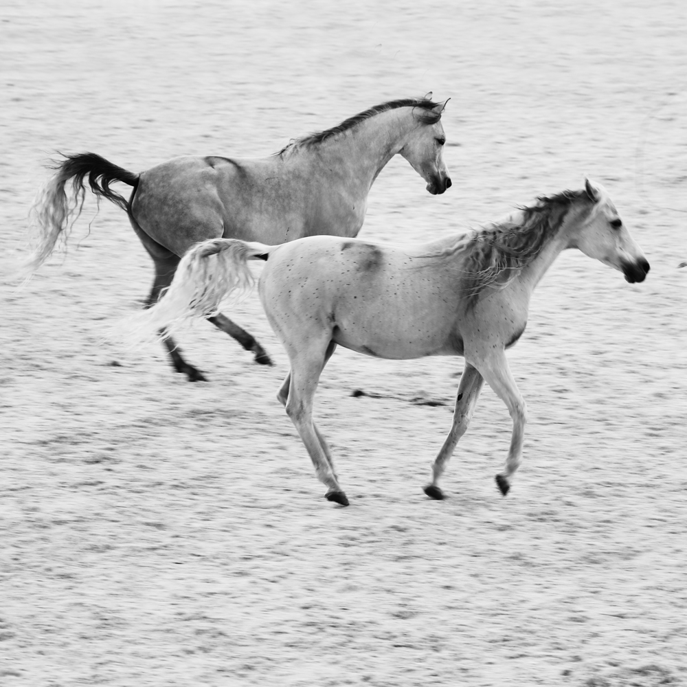 AL21641_BW more colors