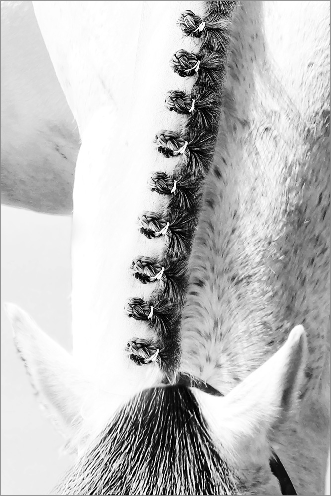 AL21698_BW more colors