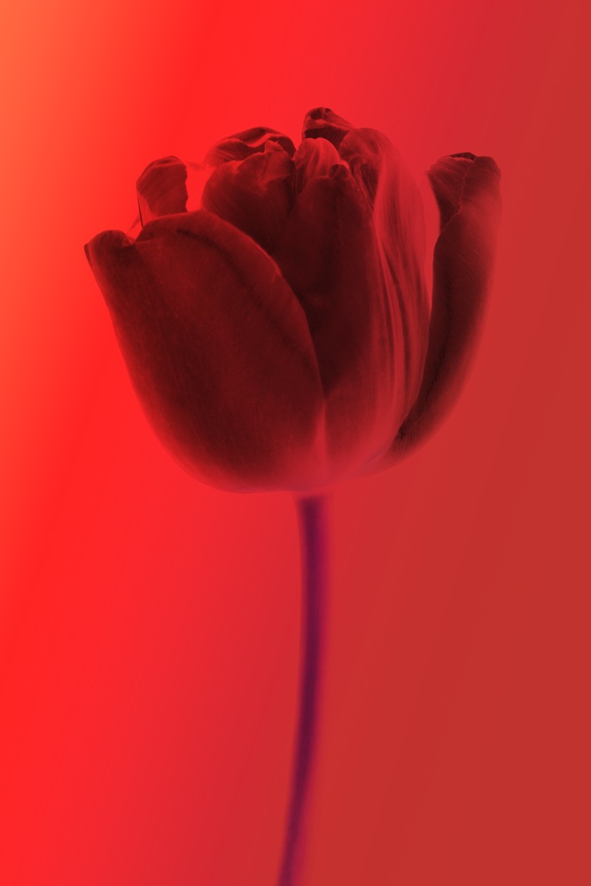 AL24835