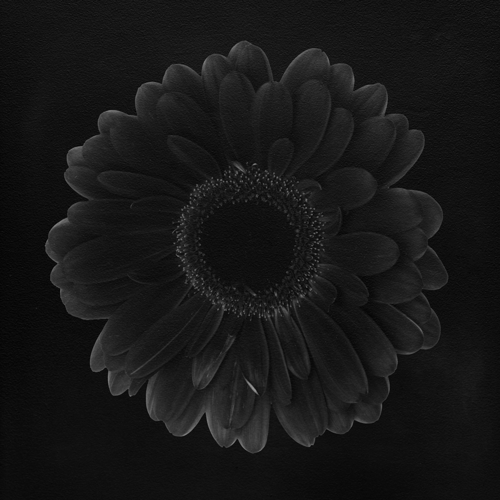 AL24884